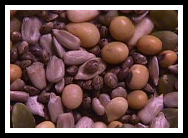 BC Marijuana Seed Trail Mix